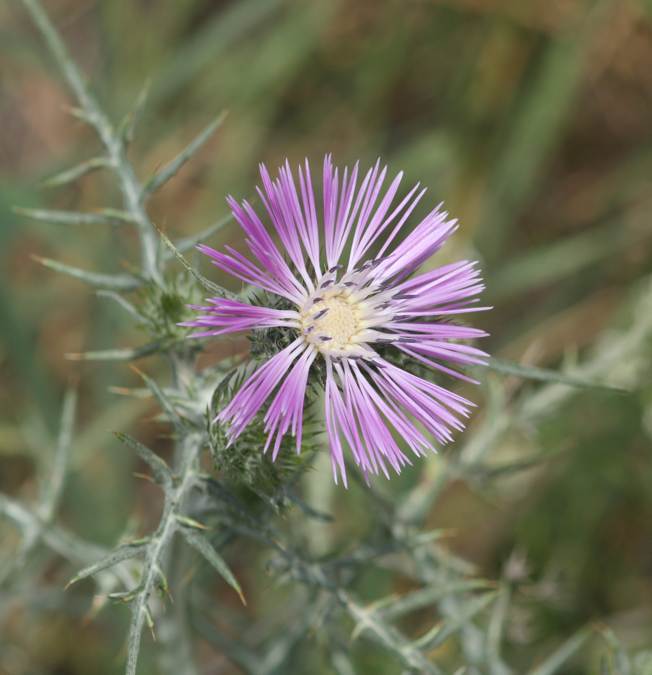 Notobasis syriaca?  No, Galactites tomentosus (Asteraceae)